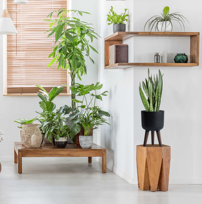 Modern Home Planter Pot with Stand
