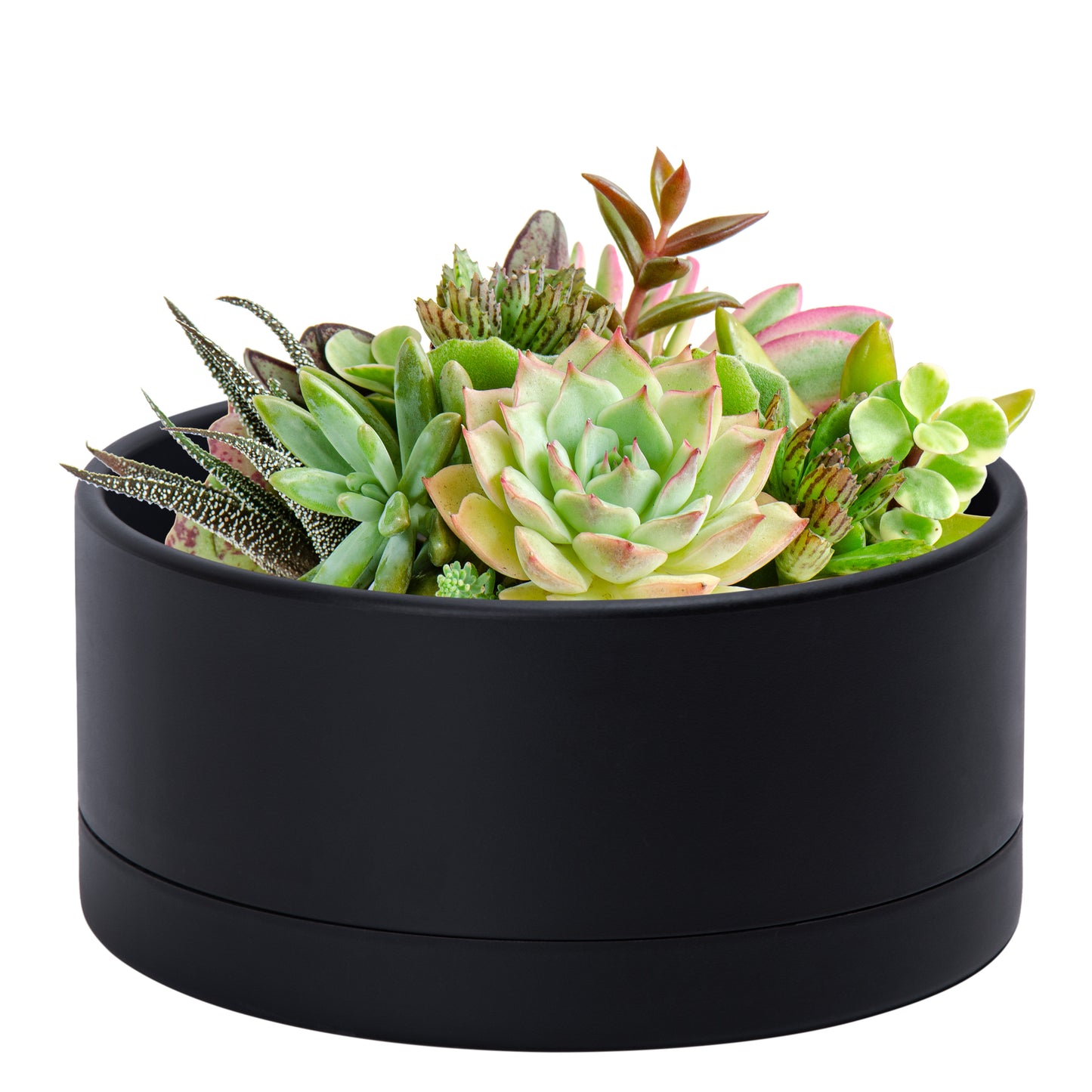 Uncompromising Plastic Shallow Succulent Planter