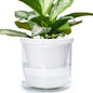 Self Watering Pot for Indoor Plants, White, 373