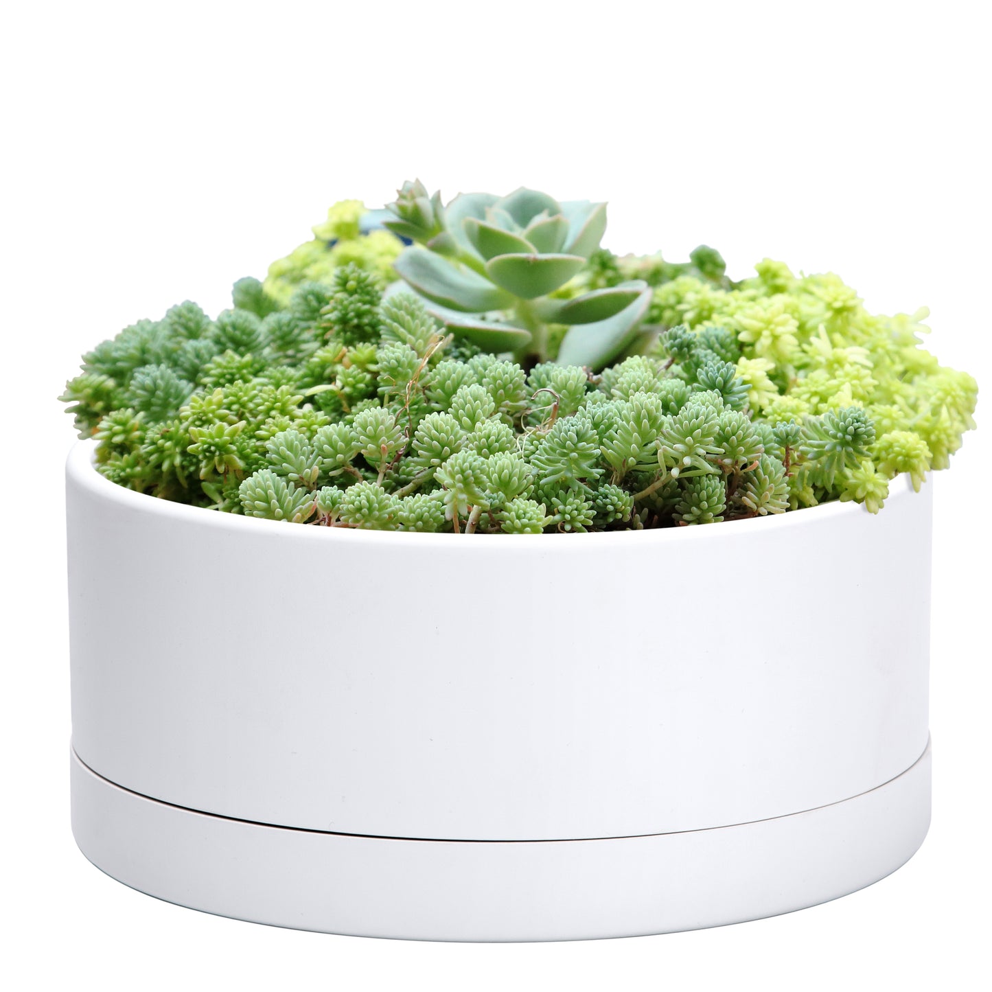 Uncompromising Plastic Shallow Succulent Planter