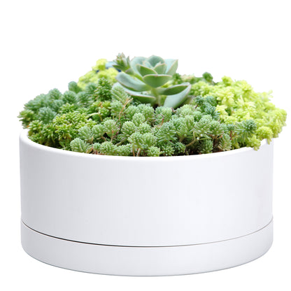 Uncompromising Plastic Shallow Succulent Planter