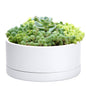 Uncompromising Plastic Shallow Succulent Planter