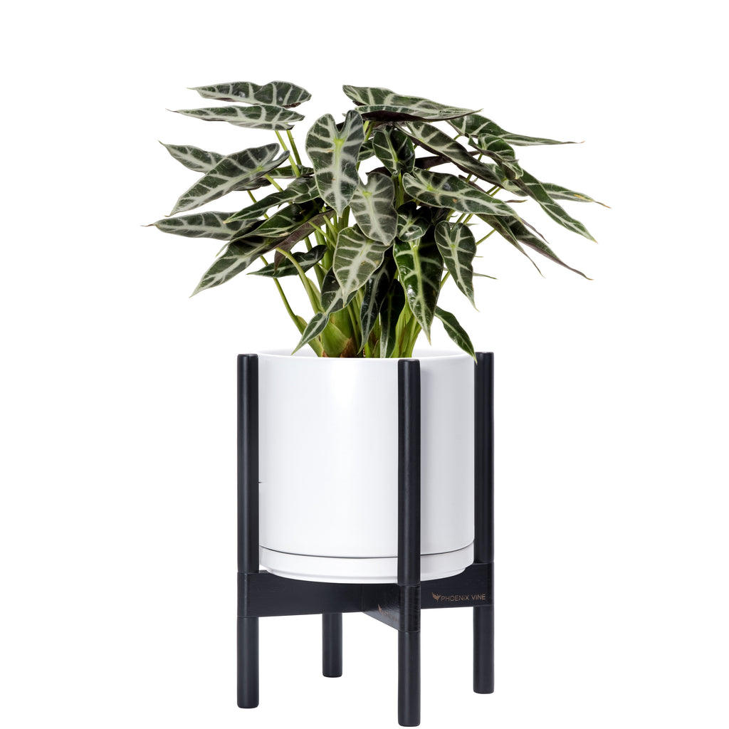 indoor vine plant stands Ceramic Planter with Walnut Color Stand