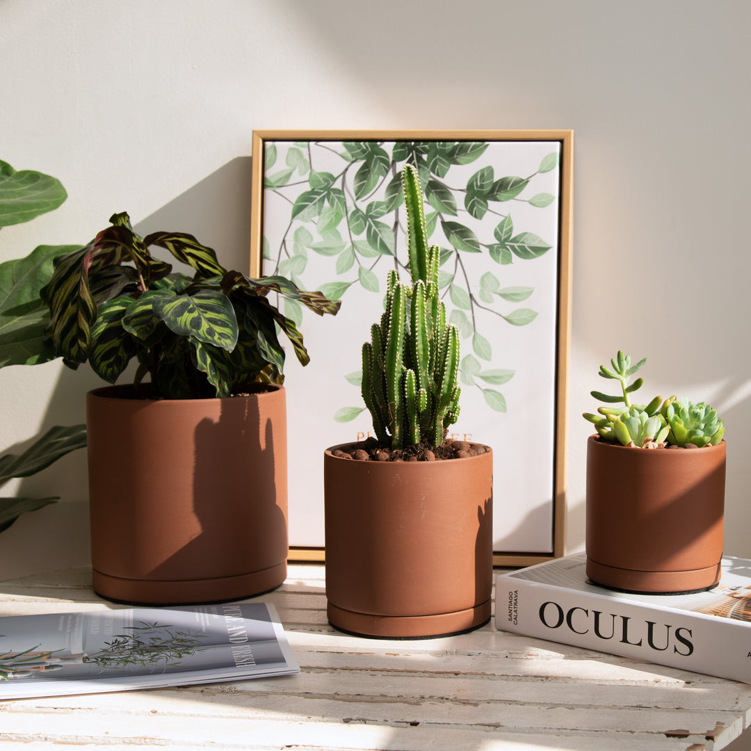 where to buy jade plant Buy Crassula Jade plant