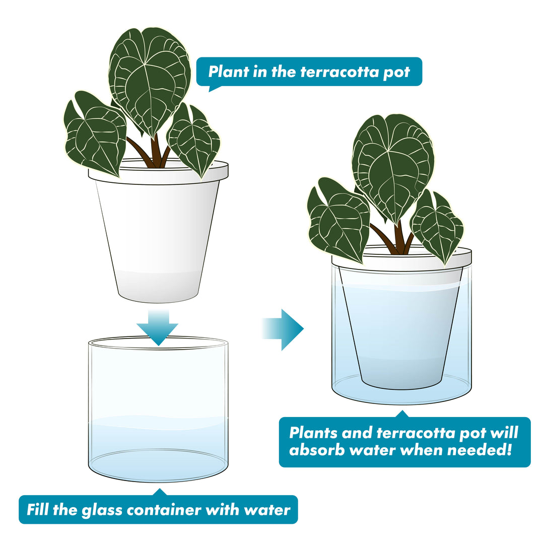 water reservoir for plant pots D'vine Dev Self Watering Pots, Terracotta Planter with Glass Cup – D'VINE DEV