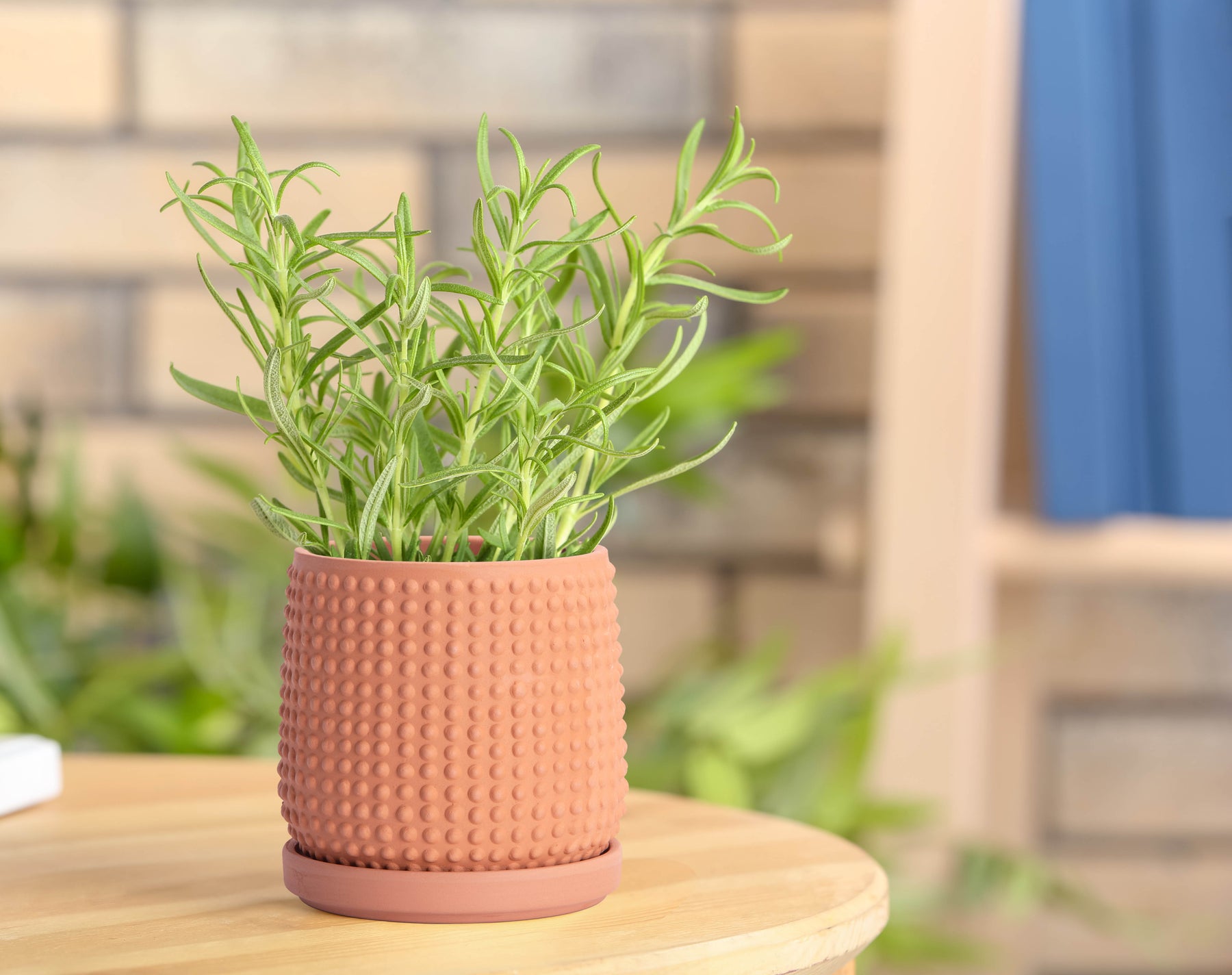 4 inch terracotta plant pots Design Terracotta Pot, Beaded, 4 Inch, Terracotta – D'VINE DEV