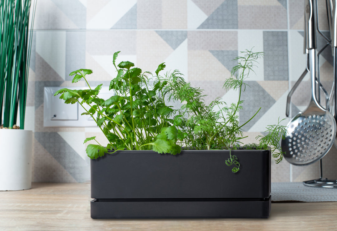 small indoor planter box D'vine Dev