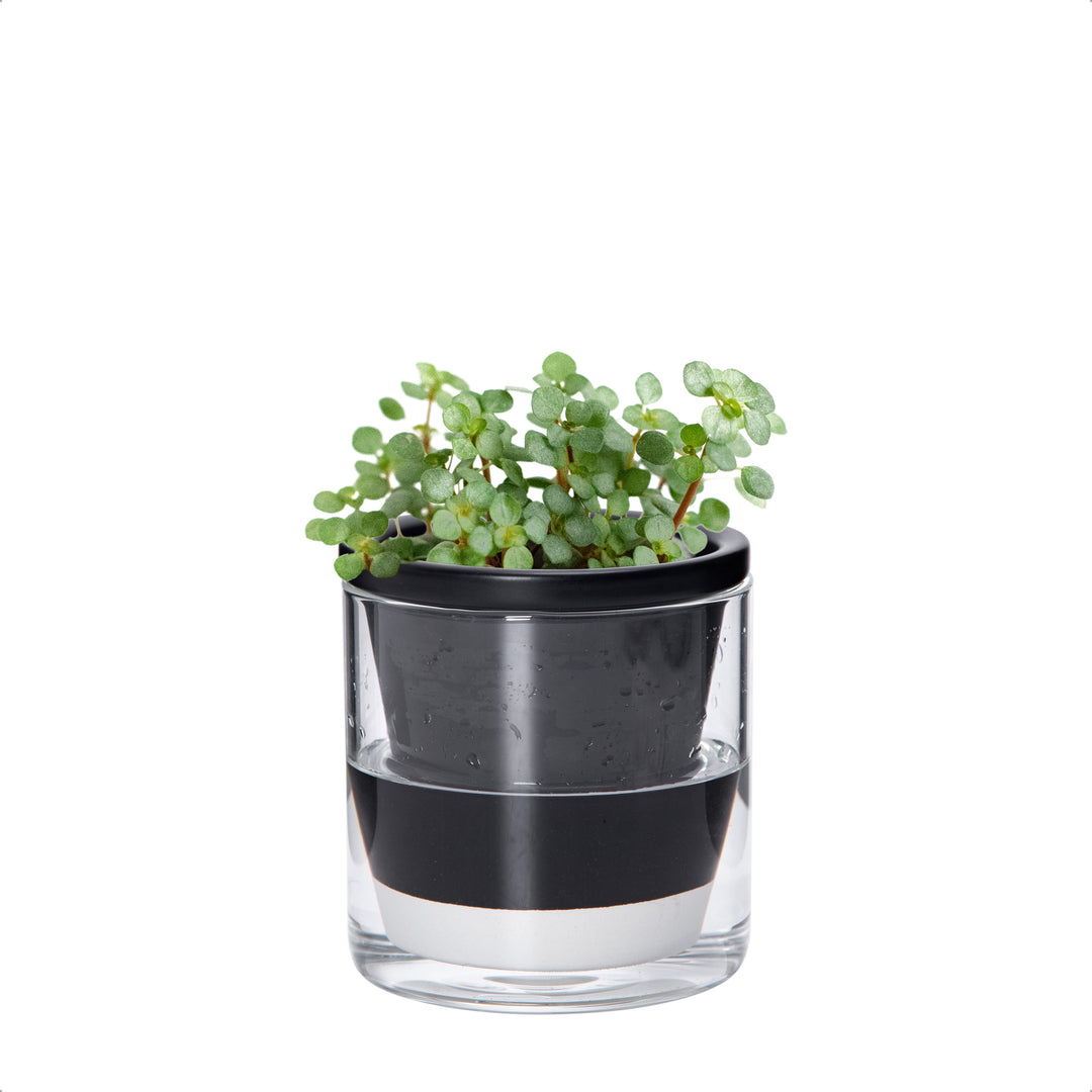 D'vine Dev Self Watering Pots, Terracotta Planter with Glass Cup – D'VINE  DEV