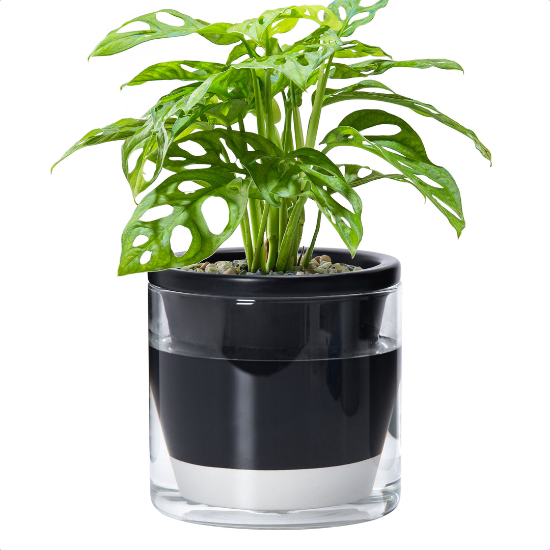 self watering plant tray D'vine Dev Self Watering Pots, Terracotta Planter with Glass Cup – D'VINE  DEV