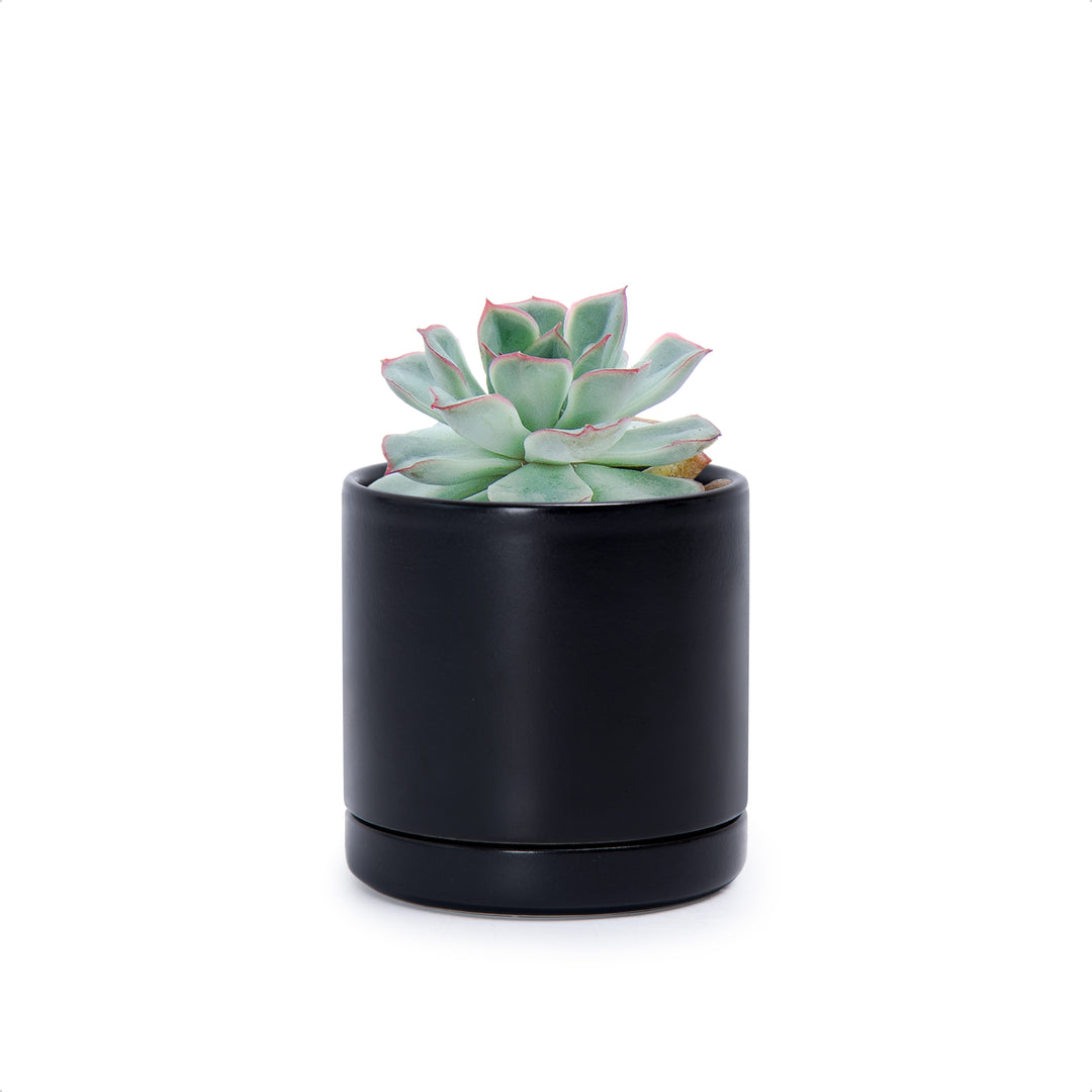 small black ceramic flower pots Cylindrical Ceramic Pot, 3.5", Black, 94-O – D'VINE DEV