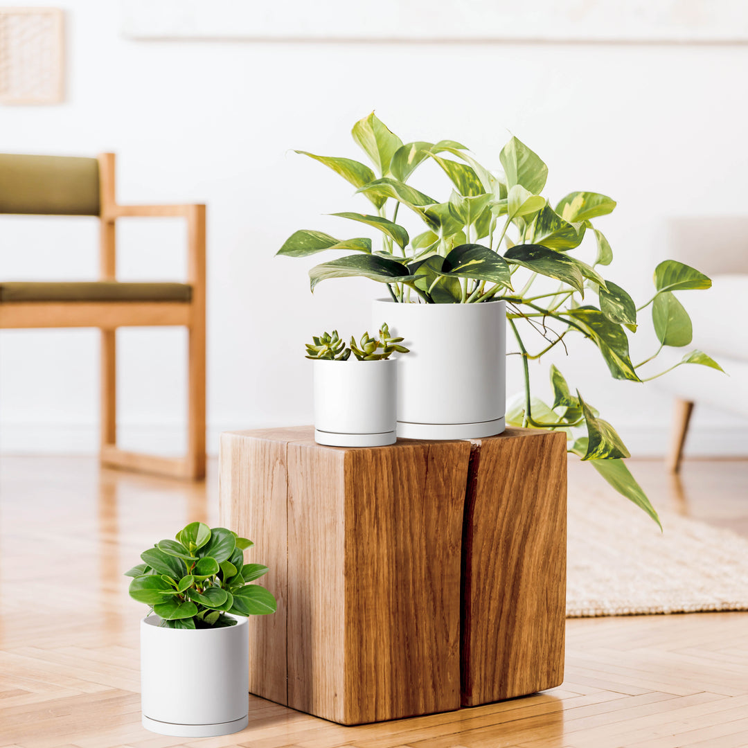 wooden pots for indoor plants Modern Terracotta Pots for Plants, 4 Inch 5 Inch 6 Inch, Succulent Planter  Pots with Drainage and Saucer – D'VINE DEV