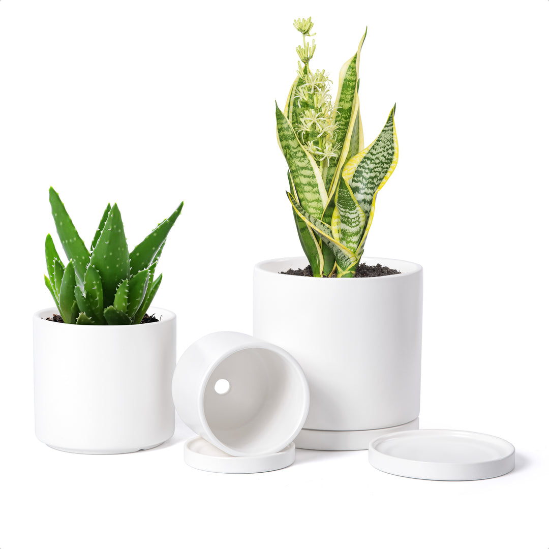 ceramic white pots for plants Modern Terracotta Pots for Plants, 4 Inch 5 Inch 6 Inch, Succulent Planter Pots with Drainage and Saucer – D'VINE DEV