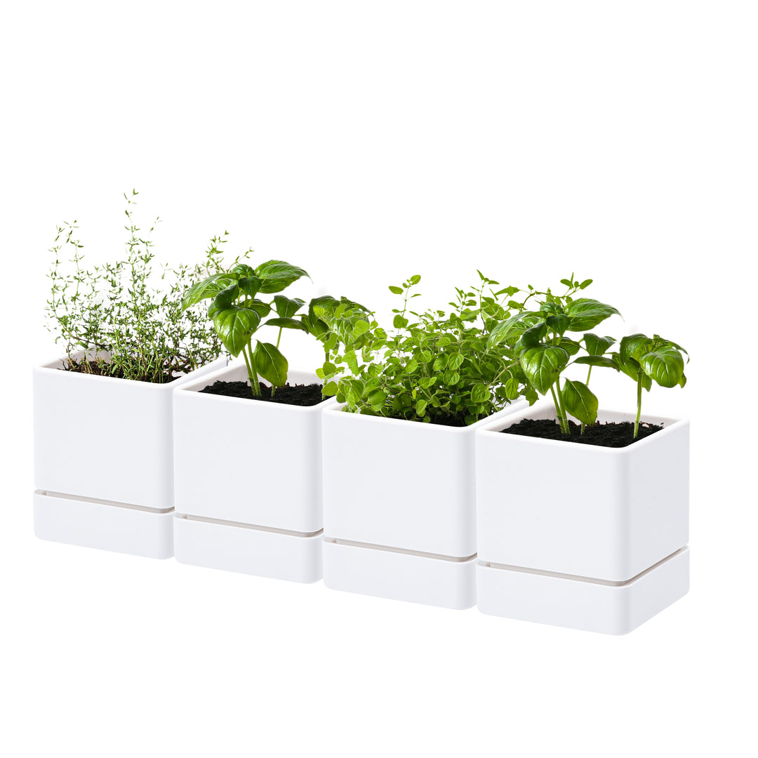 4 inch house plants D'vine Dev