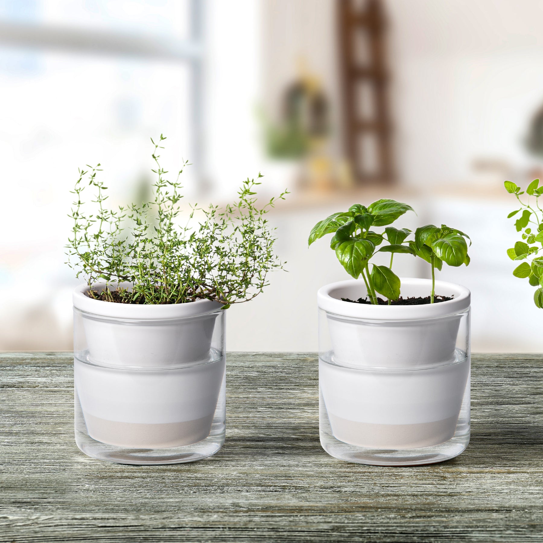 self-watering pots for indoor plants D'vine Dev Self Watering Pots, Terracotta Planter with Glass Cup – D'VINE DEV