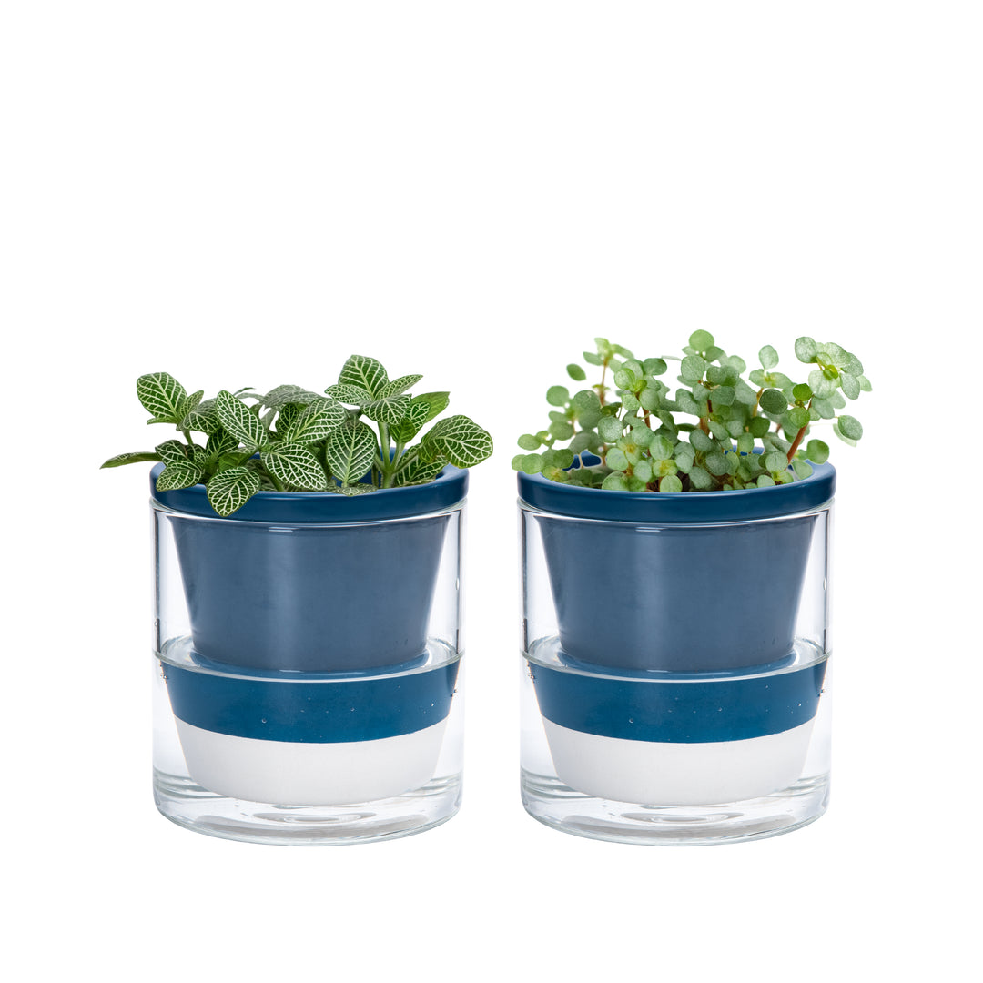 self watering glass planter D'vine Dev Self Watering Pots, Terracotta Planter with Glass Cup – D'VINE  DEV