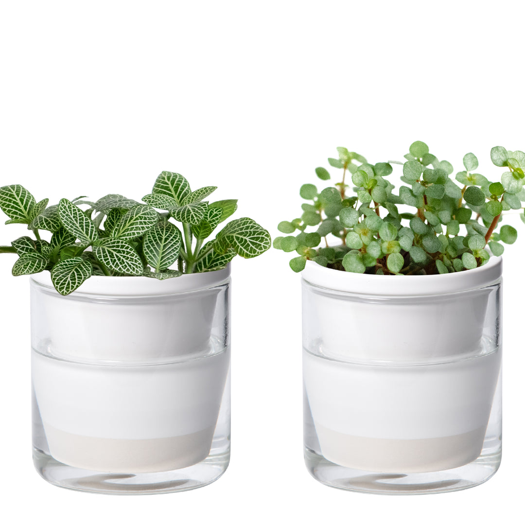 D'vine Dev Self Watering Pots, Terracotta Planter with Glass Cup – D'VINE  DEV