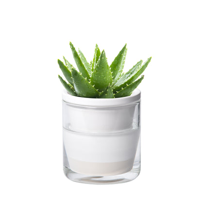 Self Watering Pot for Indoor Plants, White, 373