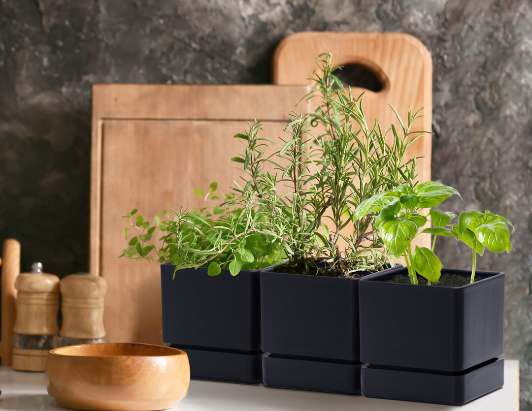 indoor plant pots set of 3 D'vine Dev
