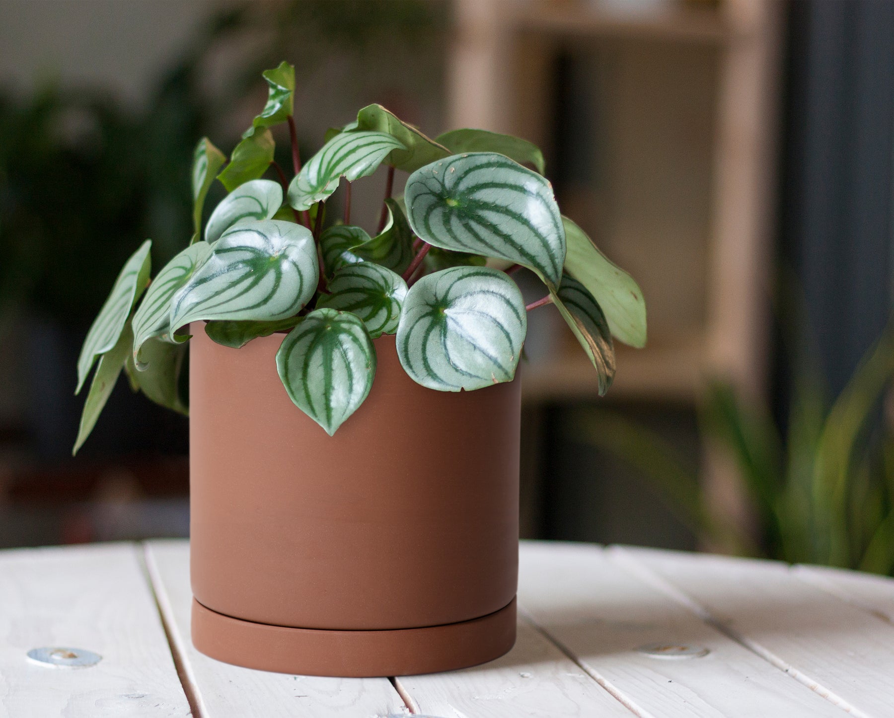terracotta house plant pots Rust Terracotta Material Plants Pot – D'VINE DEV