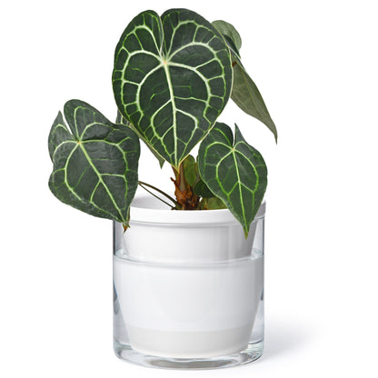 Self Watering Pot for Indoor Plants, White, 373