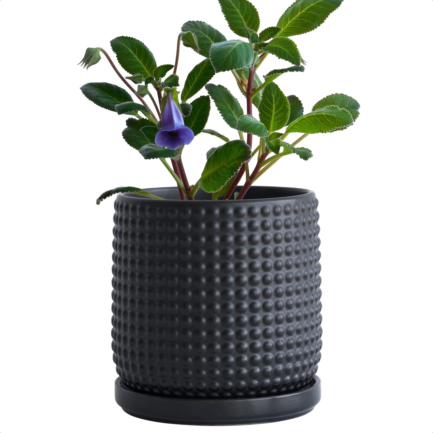 matte black plant pot Design Stoneware Pot, Beaded, 6 Inch, Matte Black