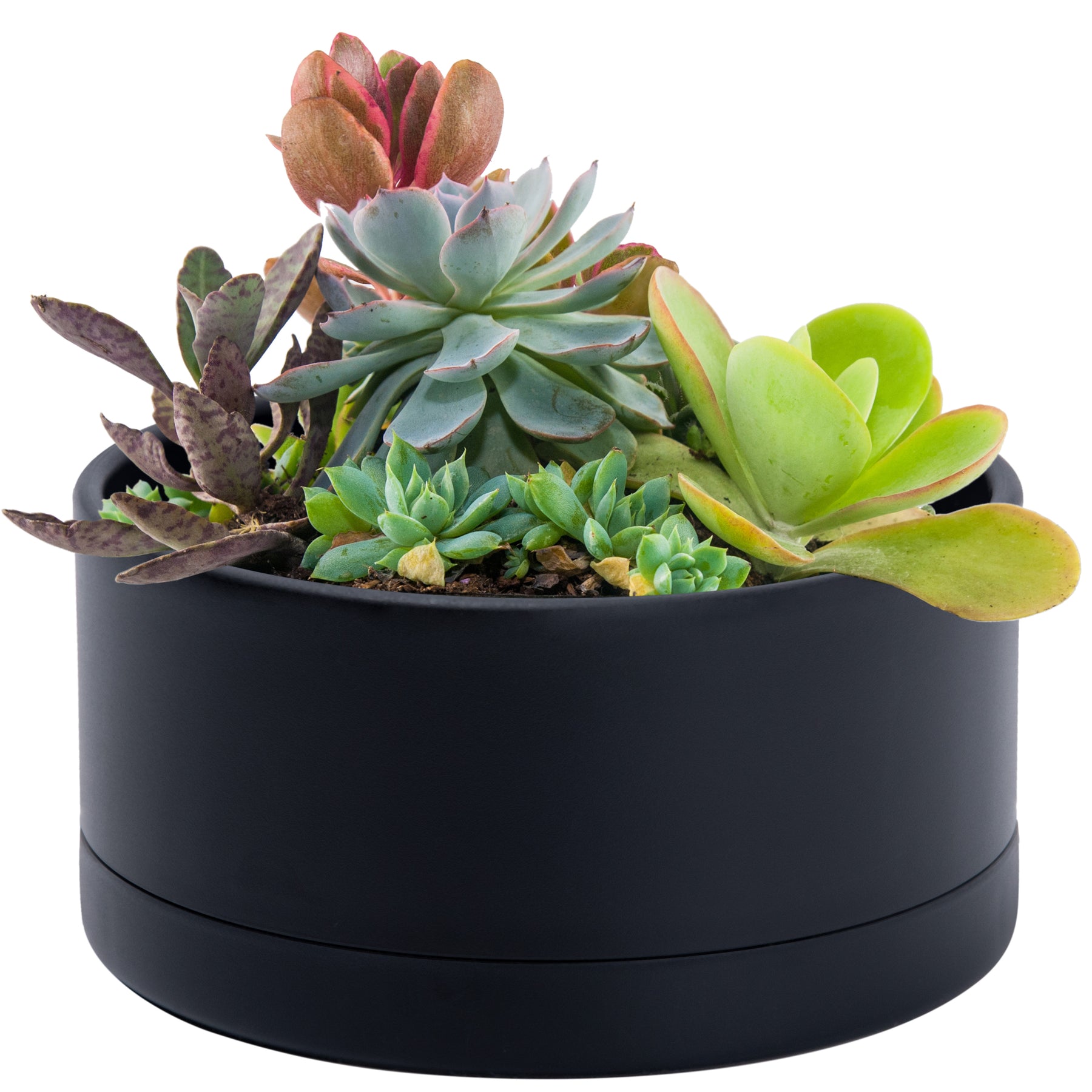 large succulent pots D'vine Dev