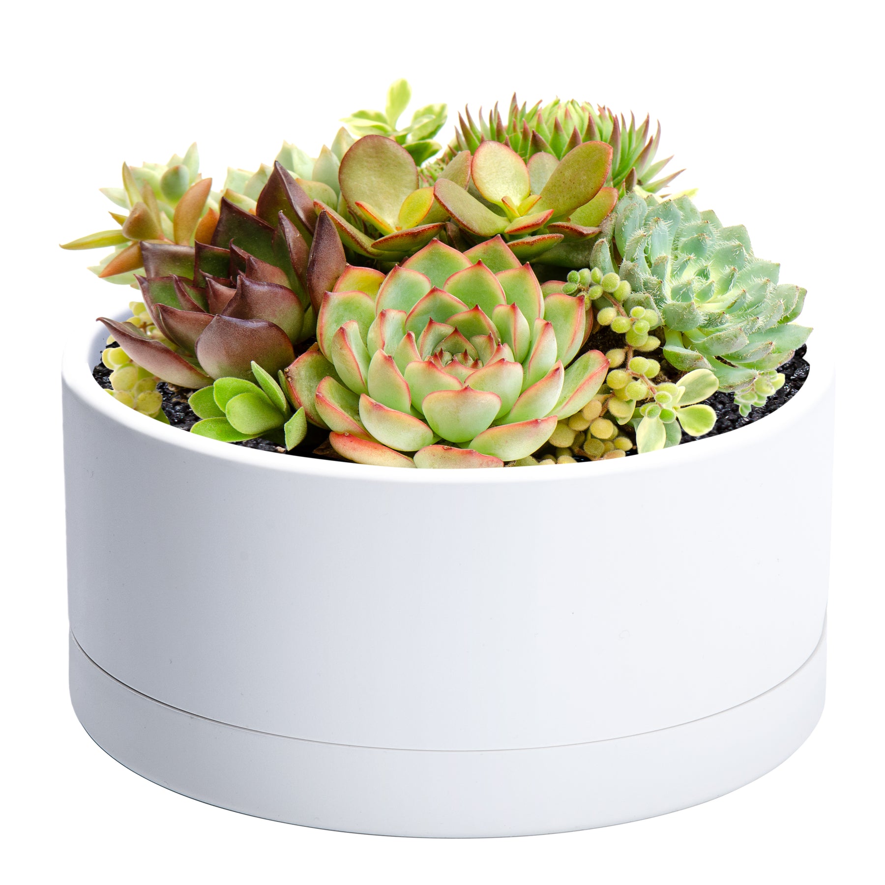 shallow succulent pot D'vine Dev