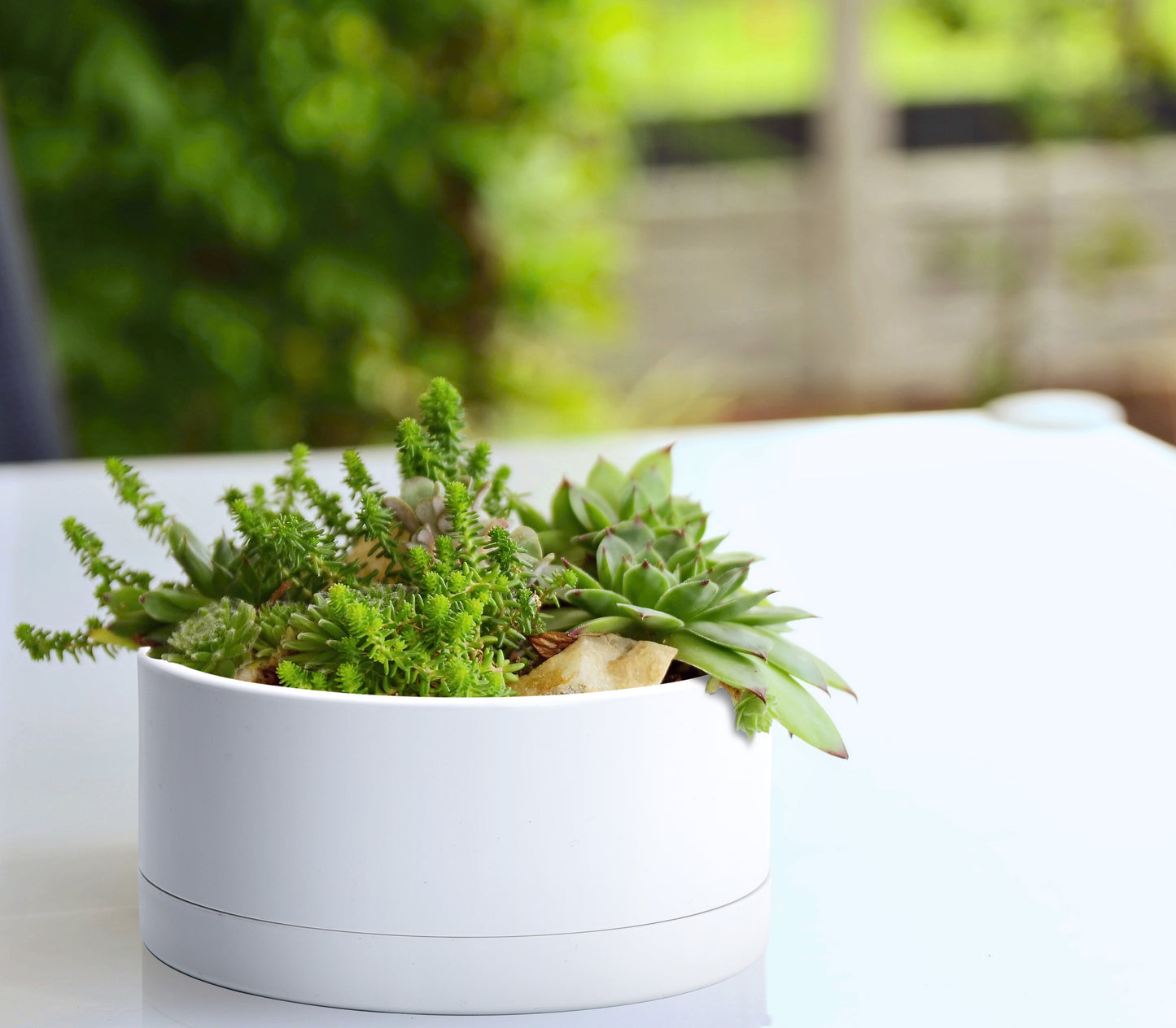 Uncompromising Plastic Shallow Succulent Planter