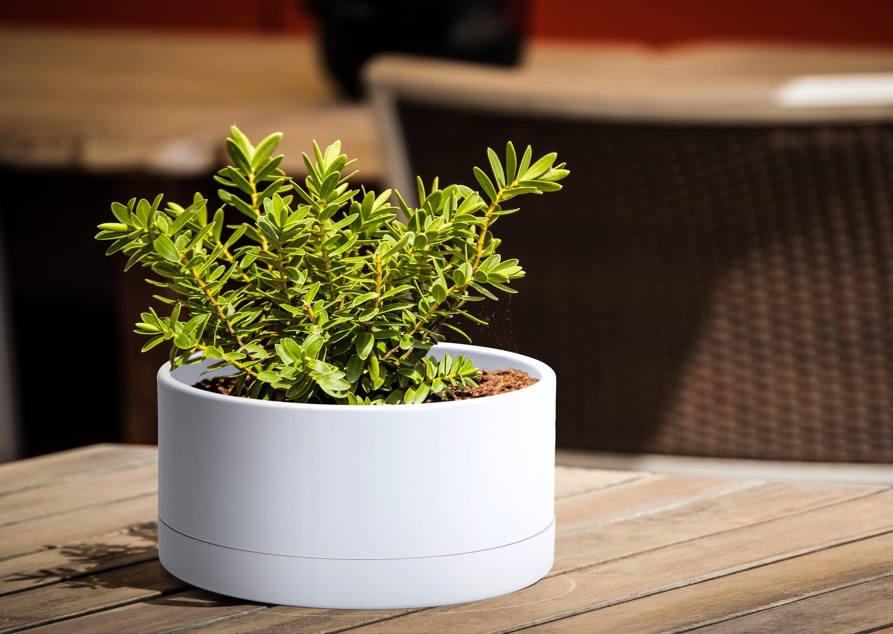 shallow plant pots plastic D'vine Dev