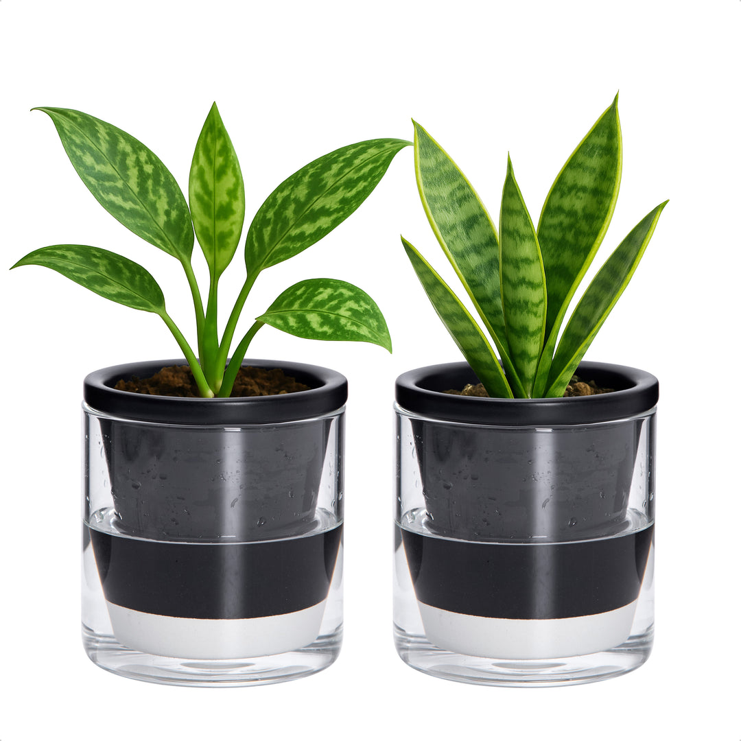small glass plant pots D'vine Dev Self Watering Pots, Terracotta Planter with Glass Cup – D'VINE  DEV