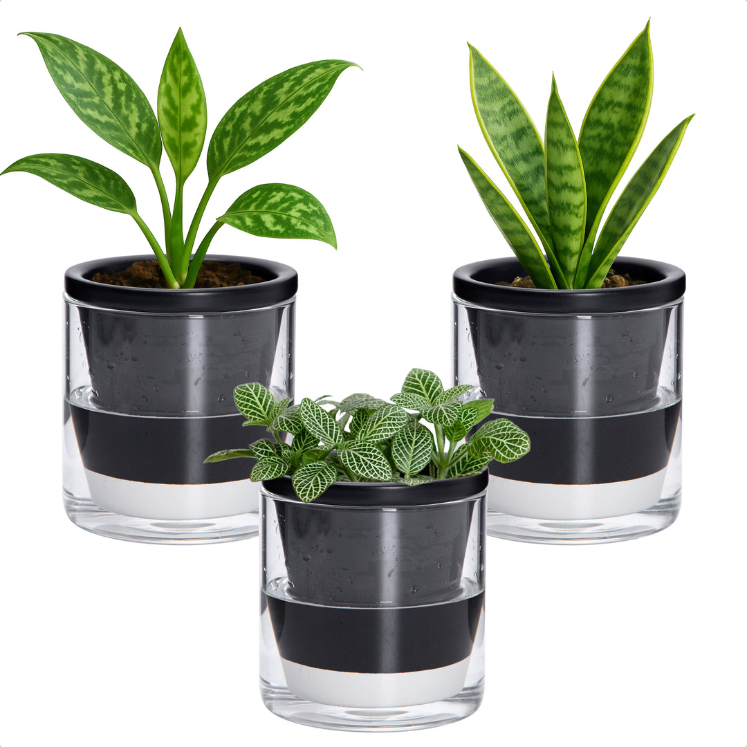 D'vine Dev Self Watering Pots, Terracotta Planter with Glass Cup  D'VINE  DEV