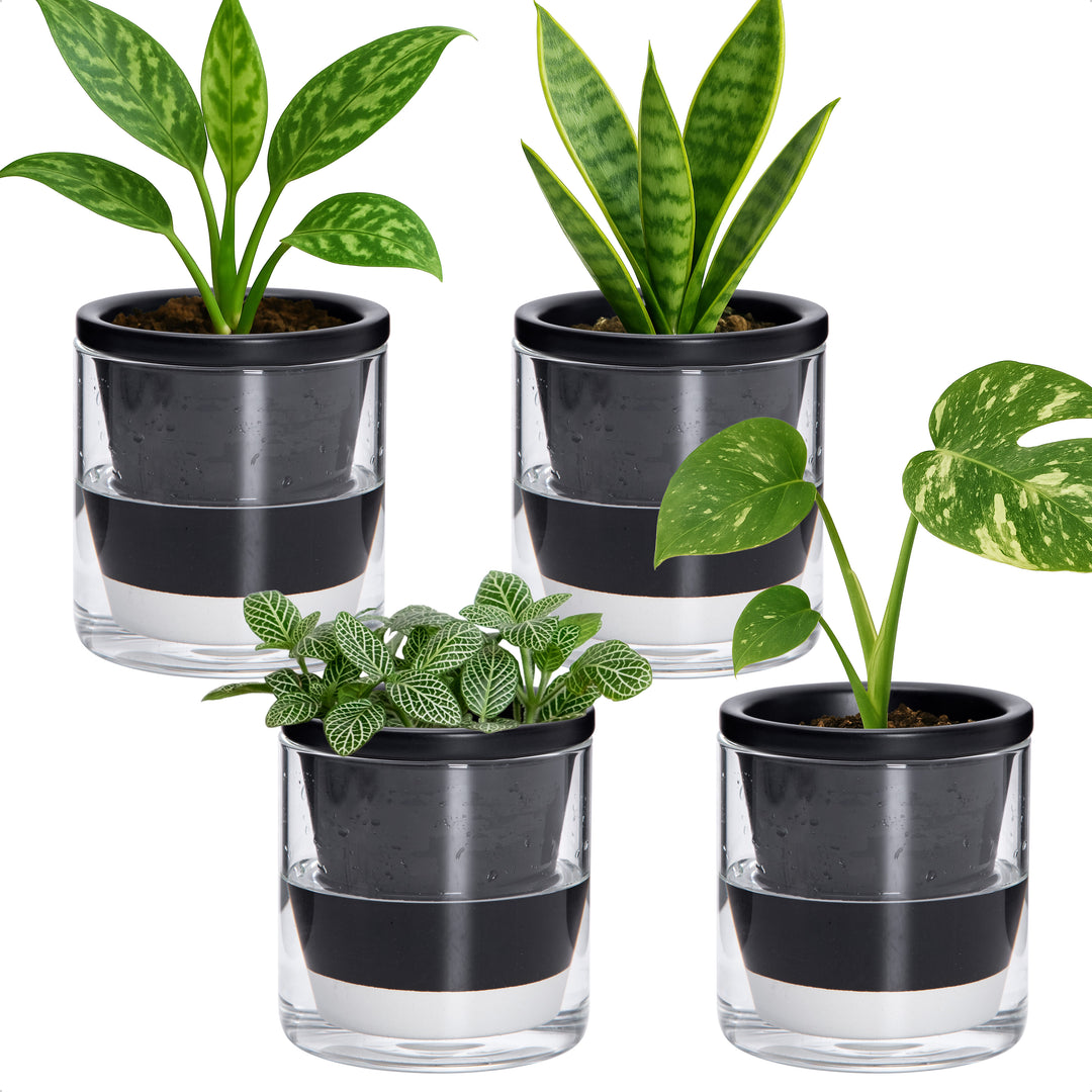 black self watering planter D'vine Dev Self Watering Pots, Terracotta Planter with Glass Cup – D'VINE DEV