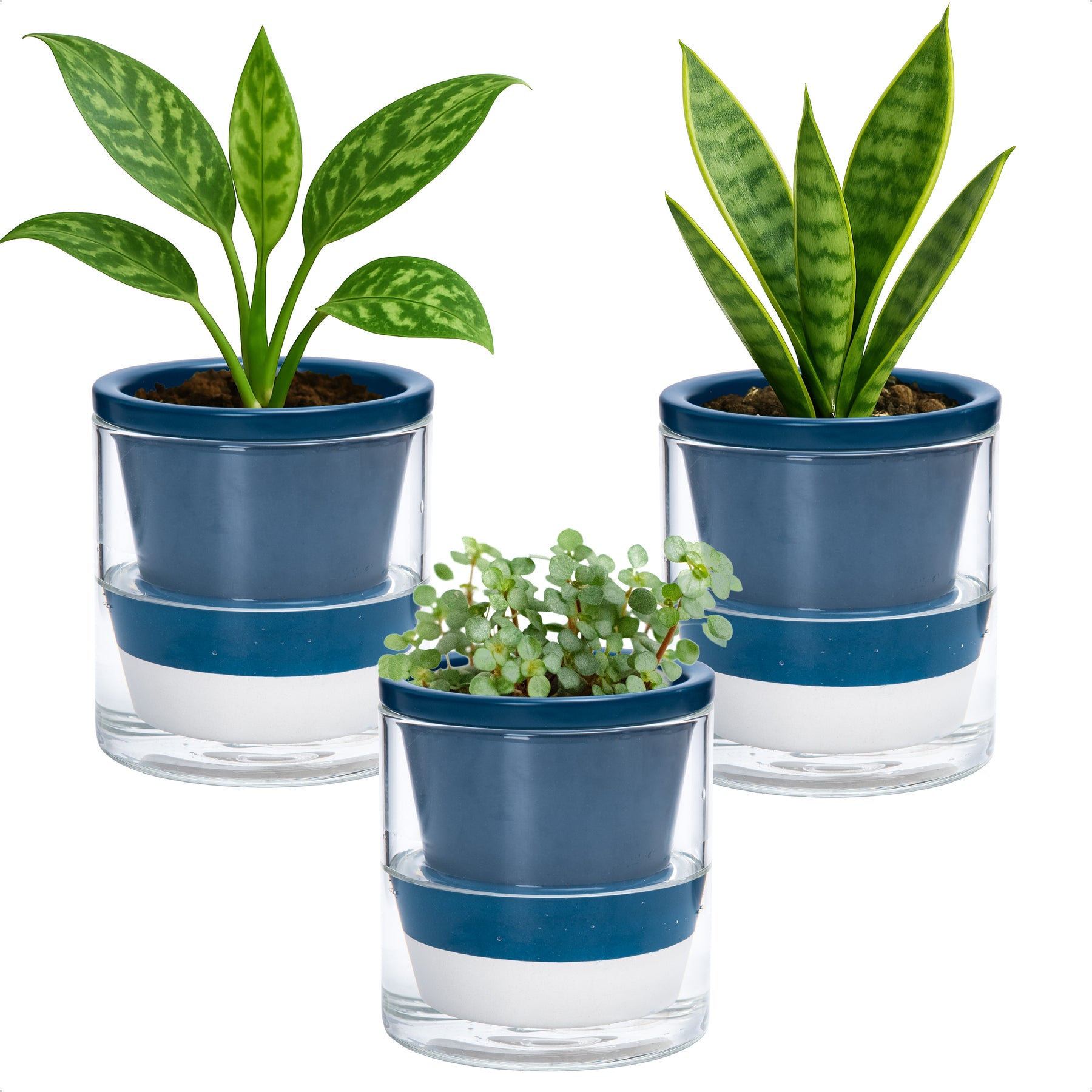indoor plants glass pots D'vine Dev Self Watering Pots, Terracotta Planter with Glass Cup – D'VINE DEV