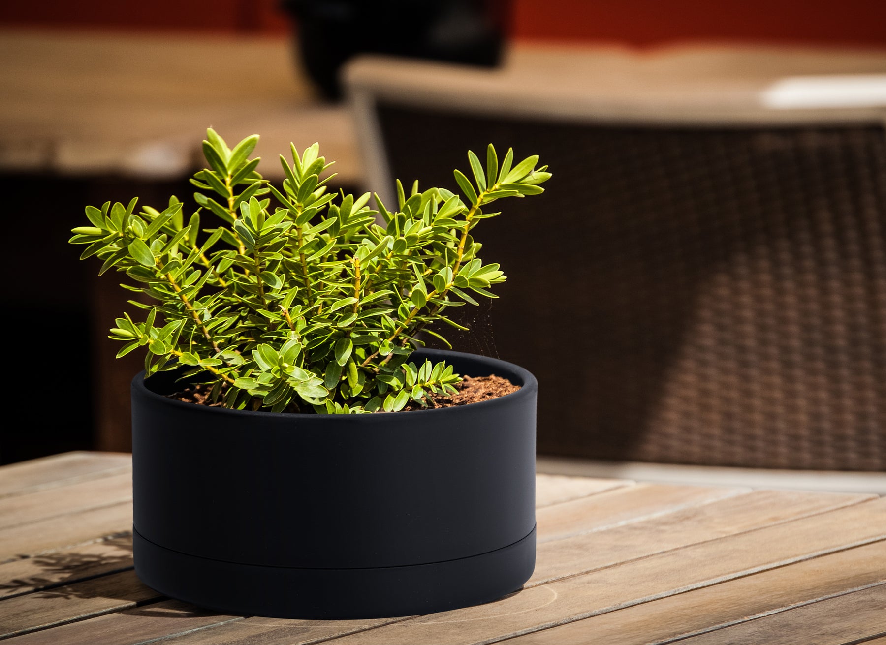 shallow plant pots plastic D'vine Dev