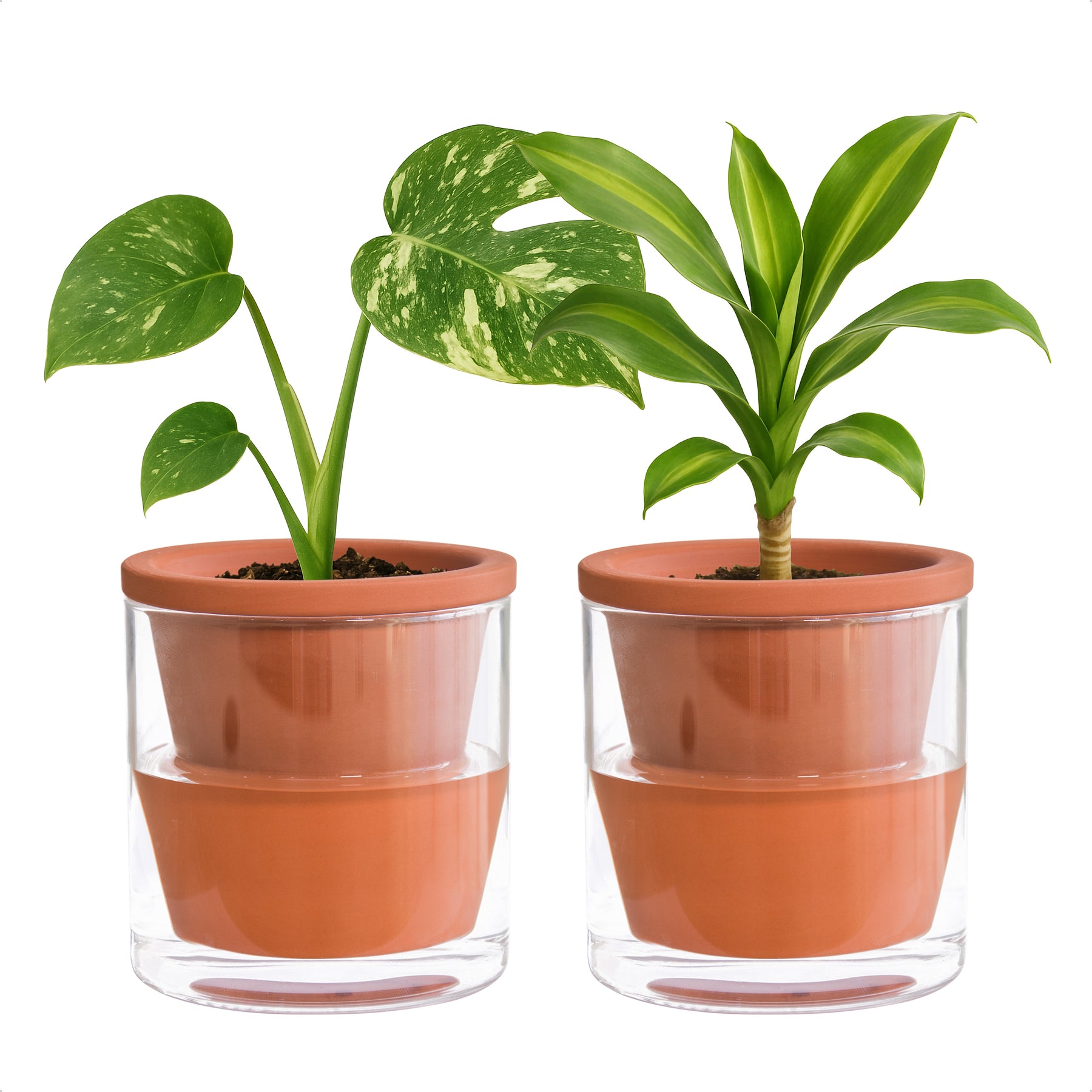watering plants in terracotta pots D'vine Dev Self Watering Pots, Terracotta Planter with Glass Cup – D'VINE DEV