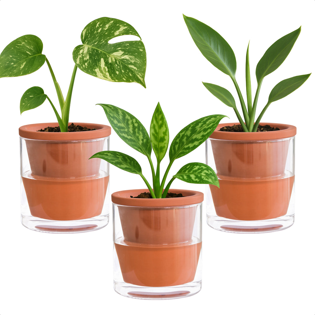 indoor plant pots terracotta D'vine Dev Self Watering Pots, Terracotta Planter with Glass Cup – D'VINE  DEV