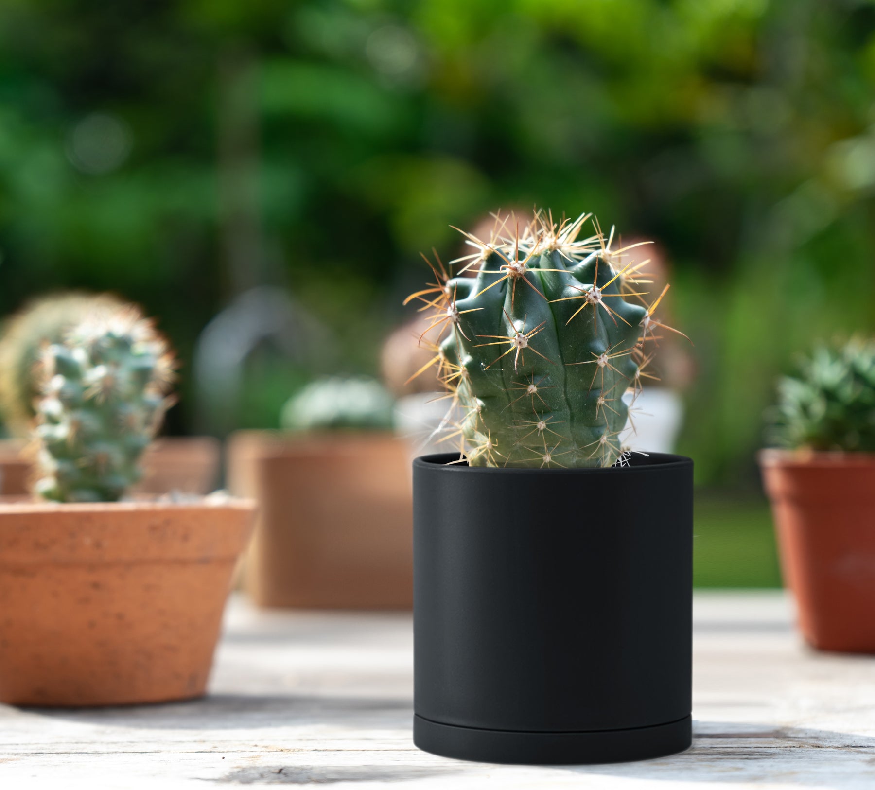miniature plastic plant pots 12 Pack 3.5 Inch Mini Plastic Plant Pots, Black, 74-Y