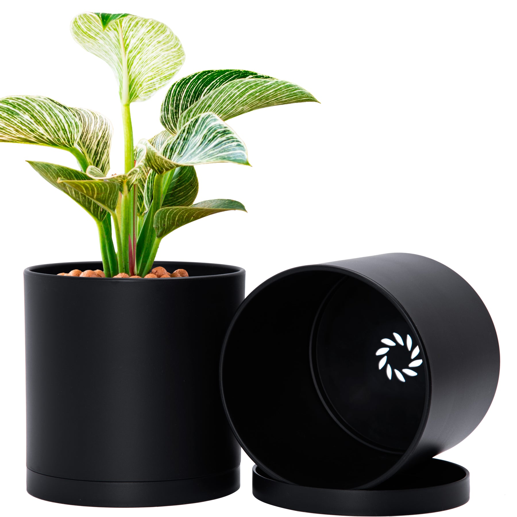 6 inch plastic pots for plants D'vine Dev