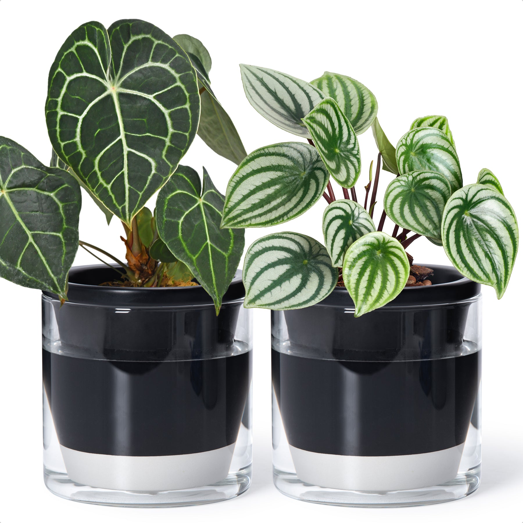 self watering planter 6 inch D'vine Dev Self Watering Pots, Terracotta Planter with Glass Cup – D'VINE DEV