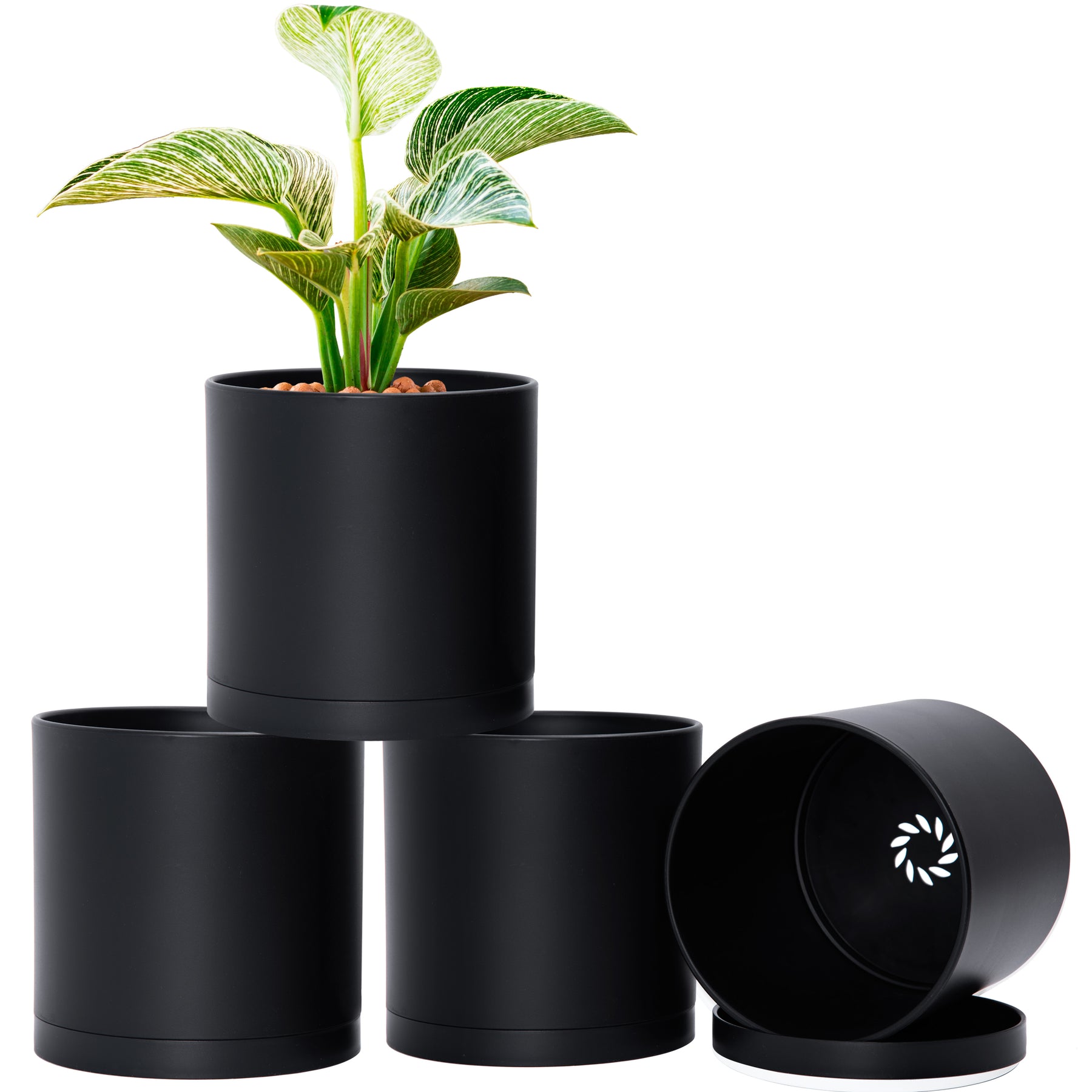6 inch black plant pots D'vine Dev