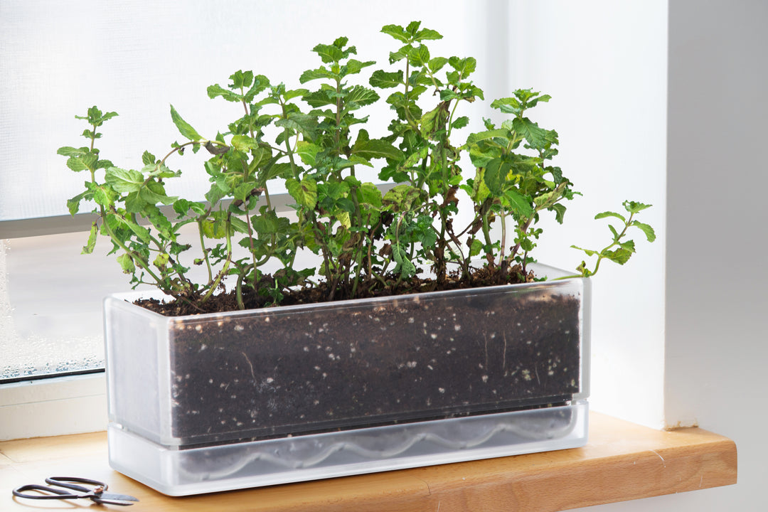 can you grow plants in clear plastic containers D'vine Dev