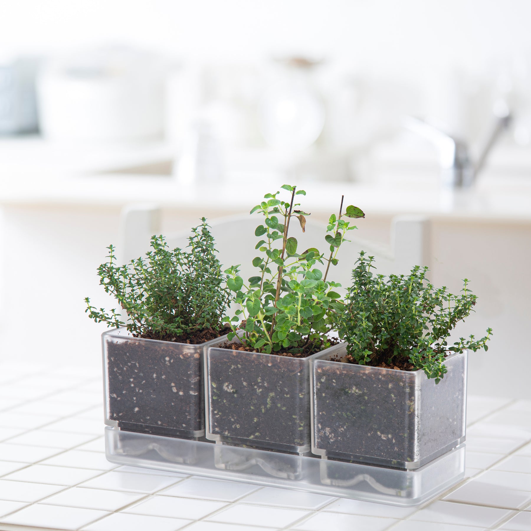 herb garden planter indoor D'vine Dev