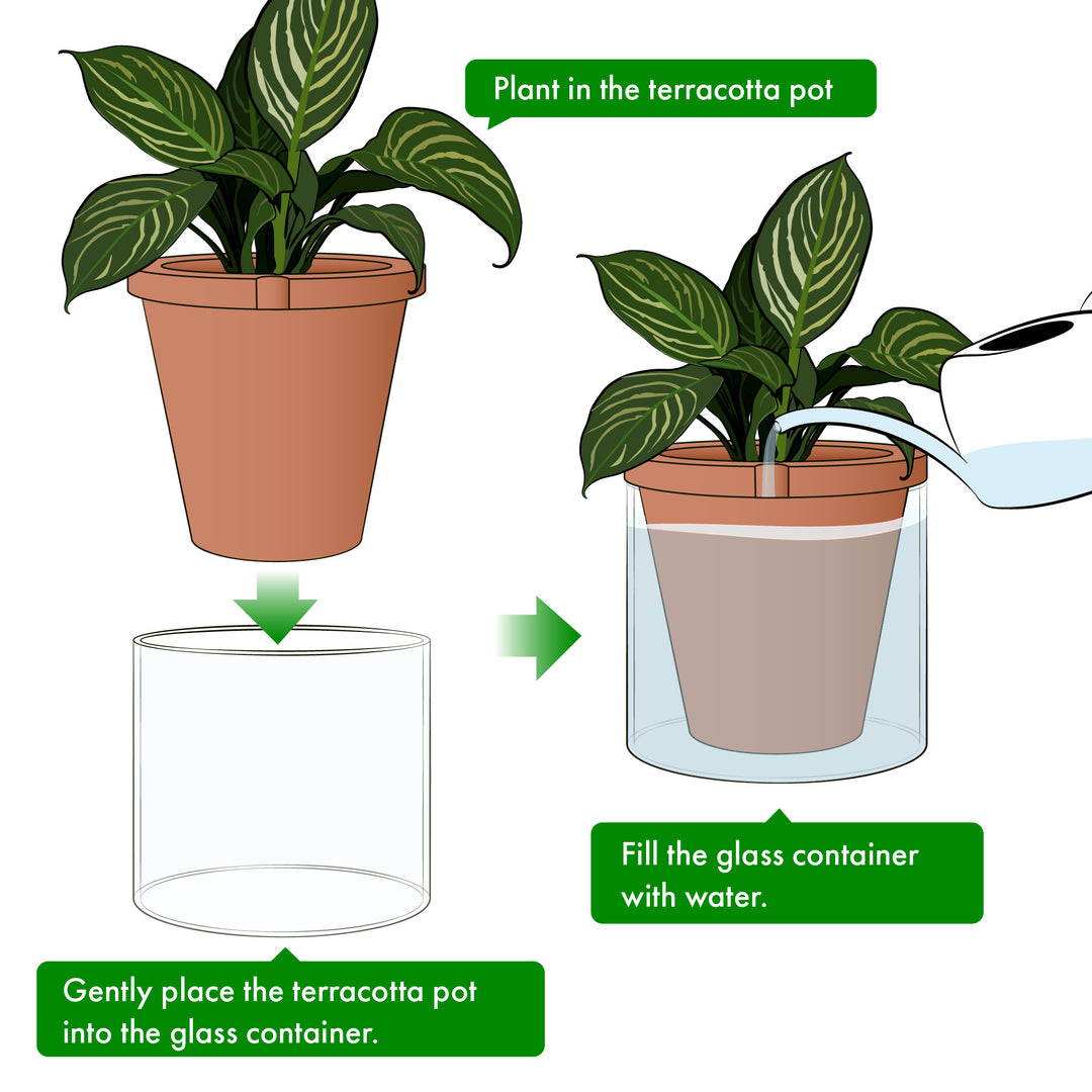 can you plant directly into terracotta pots D'vine Dev Self Watering Pots, Terracotta Planter with Glass Cup – D'VINE  DEV