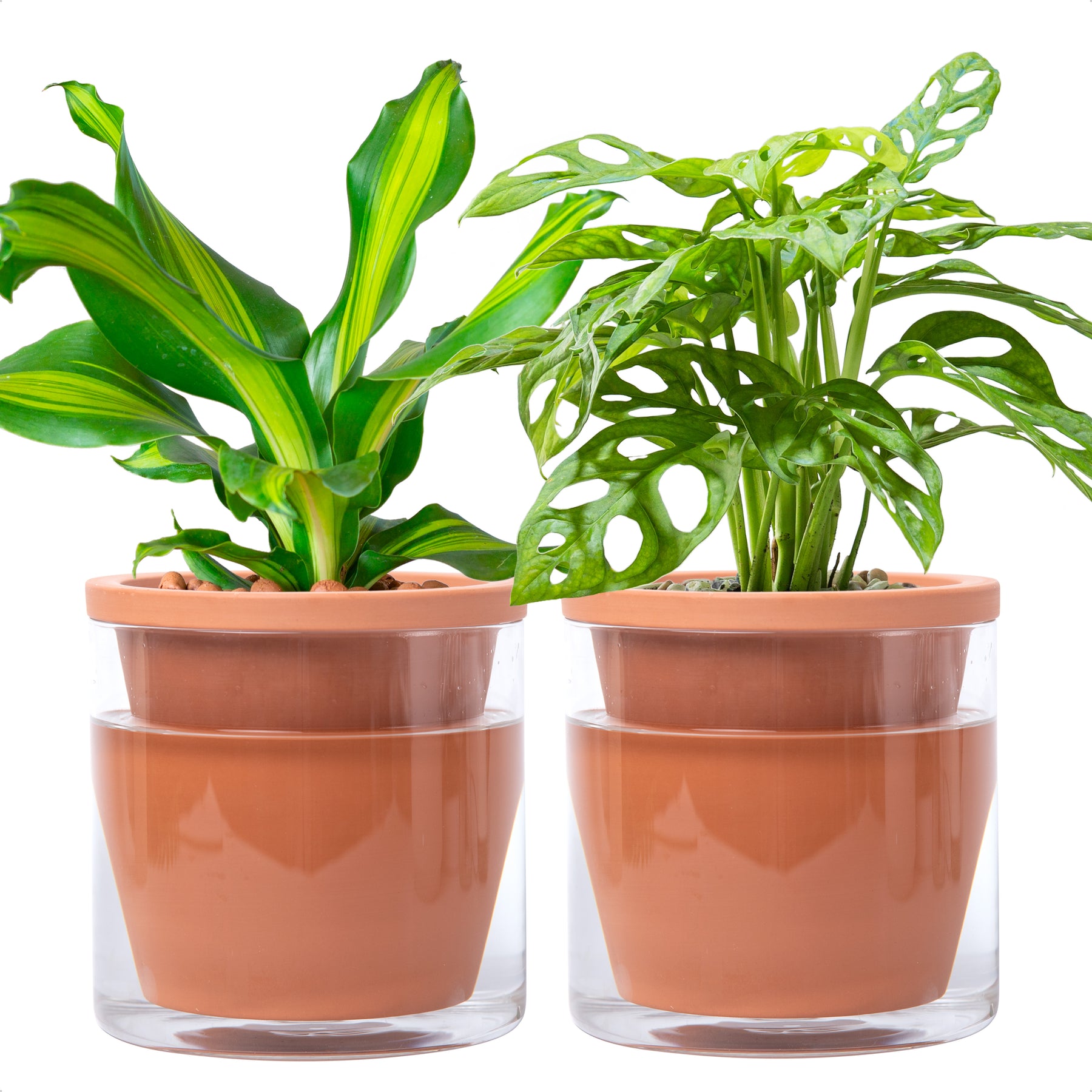 6 inch pots for indoor plants D'vine Dev Self Watering Pots, Terracotta Planter with Glass Cup – D'VINE DEV