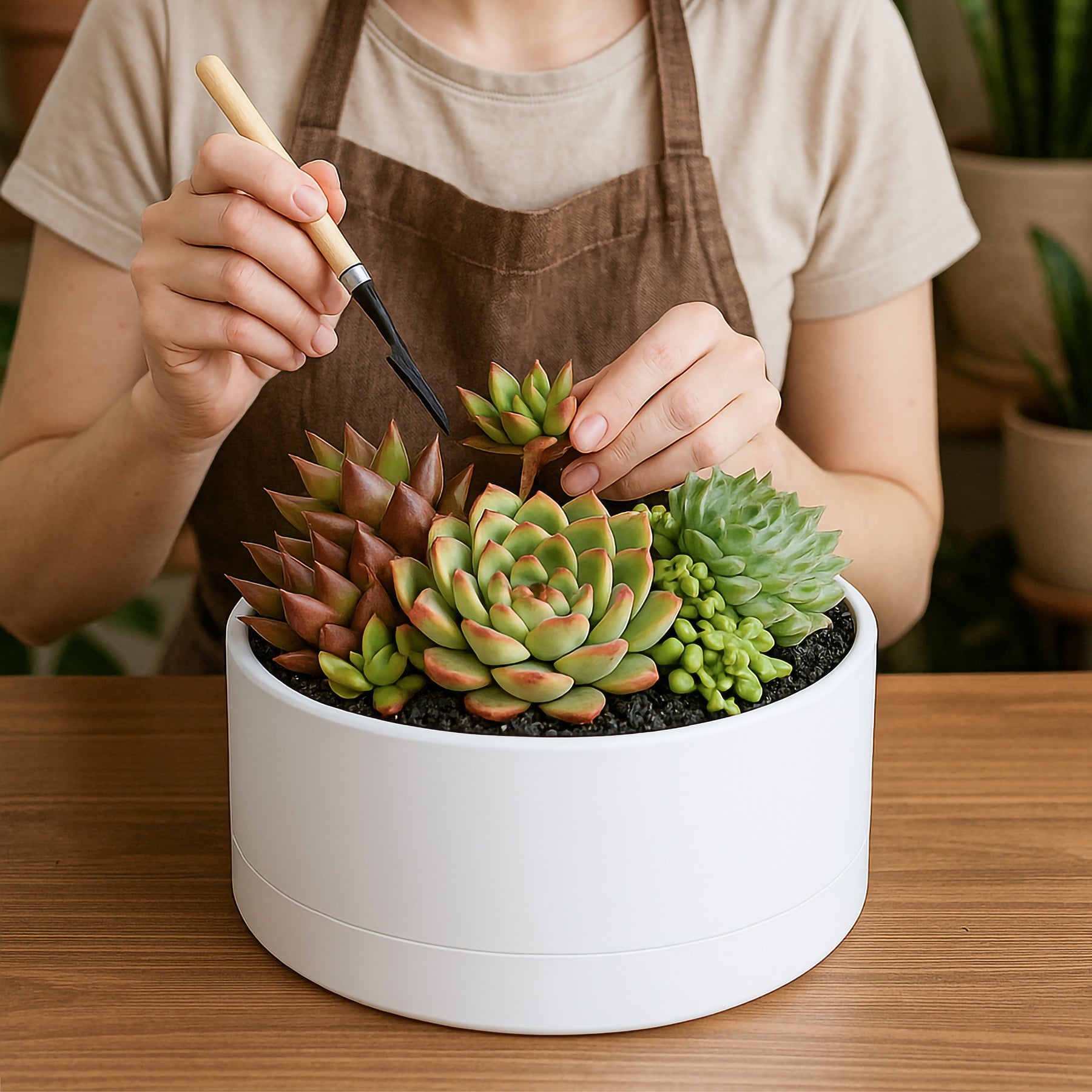 10 inch succulent planter D'vine Dev