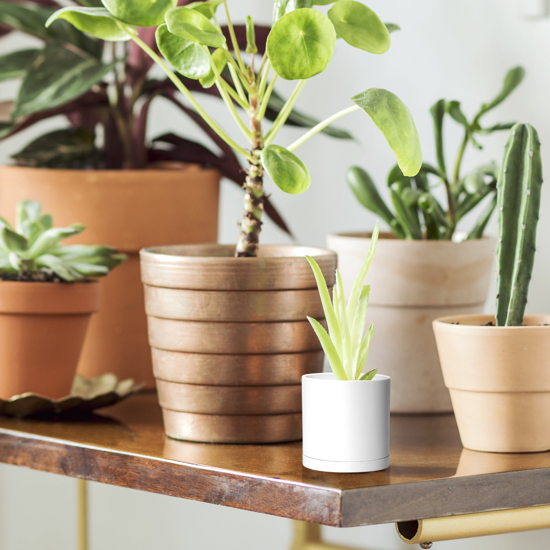 tiny plastic plant pots 24 Pack 2 Inch Mini Plastic Plant Pots, White, 74-Z