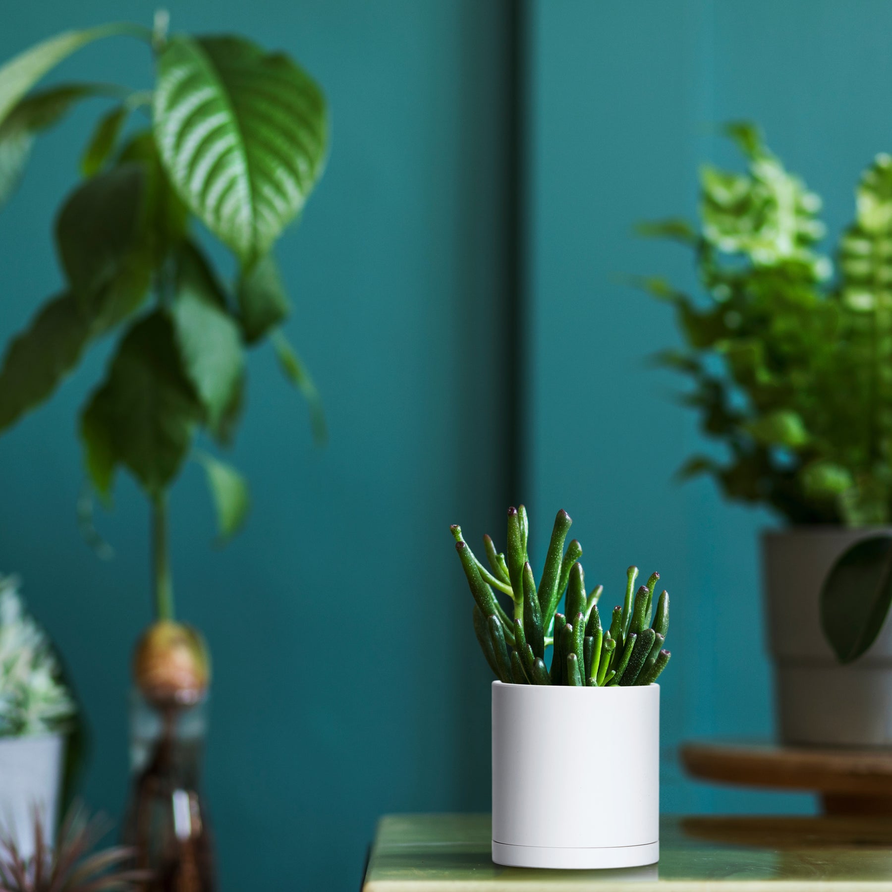 miniature plastic plant pots 12 Pack 3.5 Inch Mini Plastic Plant Pots, White, 74-Z
