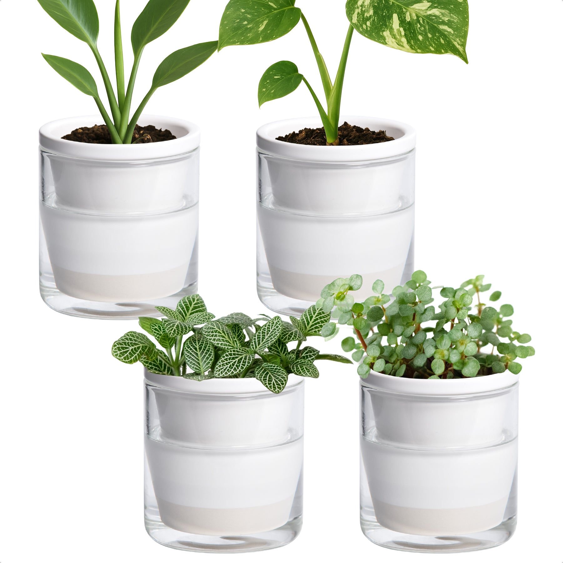 4 inch indoor plant pots D'vine Dev Self Watering Pots, Terracotta Planter with Glass Cup – D'VINE DEV