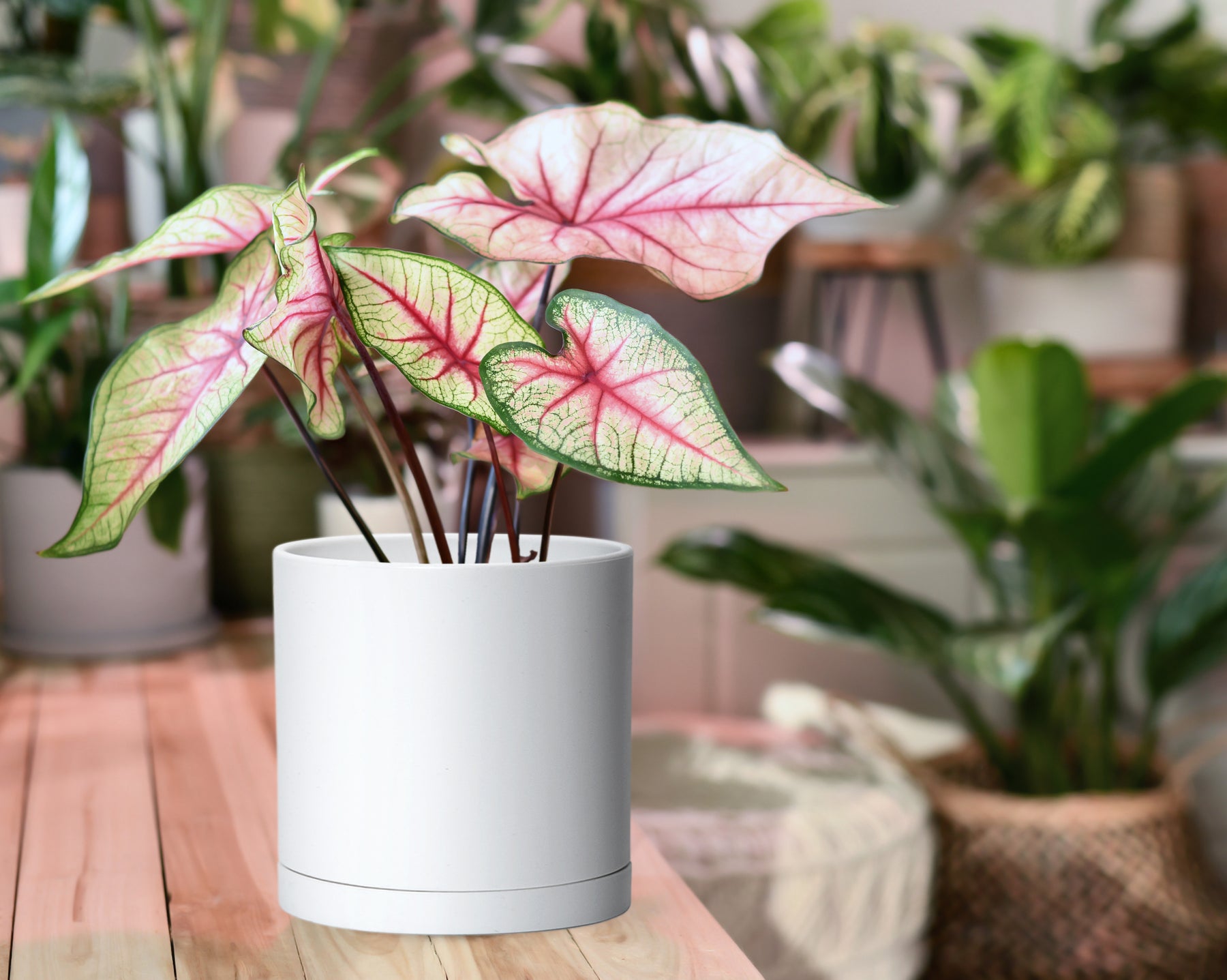 6 inch pots for plants D'vine Dev