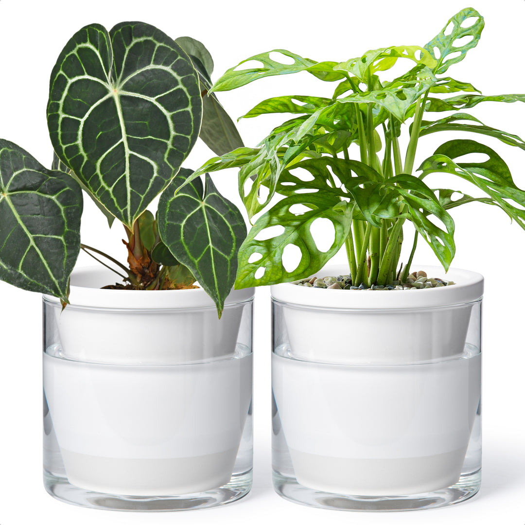 D'vine Dev Self Watering Pots, Terracotta Planter with Glass Cup – D'VINE  DEV
